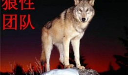 娱乐吃瓜酱狼性,揭秘娱乐圈的狠角色